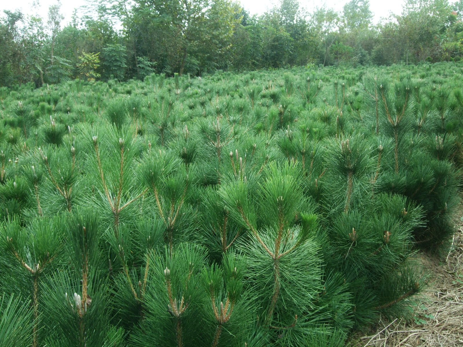 Pinus nigra seedlings